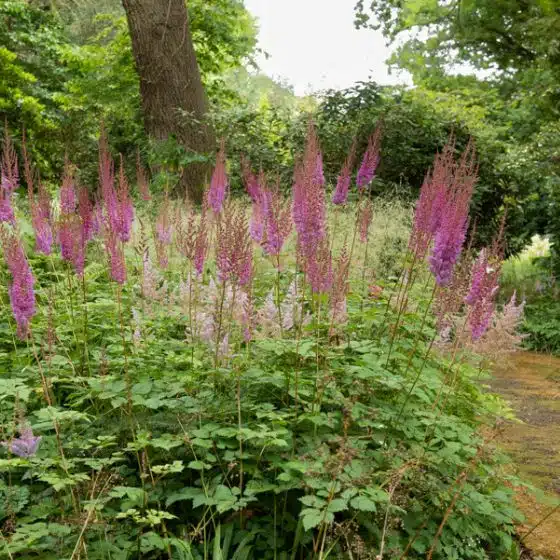 astilbe de chine